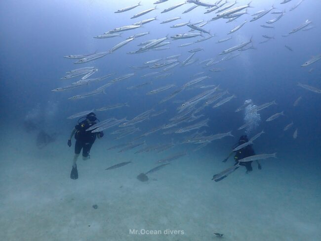 カマスの群れに囲まれている2人のダイバーが見えます
