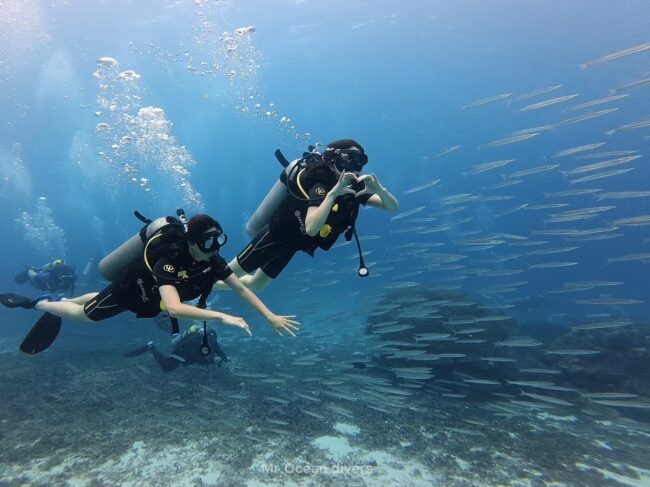 青い海の中に群れるカマスの群れに囲まれる2人のダイバーが見えます
