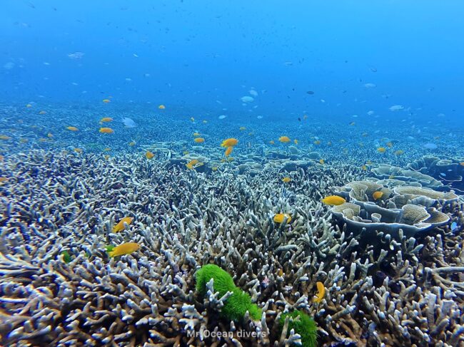 サンゴの上にオレンジや青いスズメダイがいるのが見えます