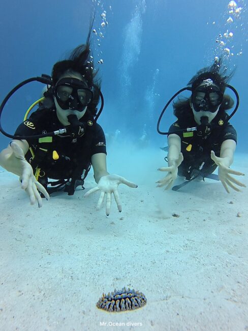 白い砂地と青い海の中でウミウシと写真を撮る2人のダイバーがいます