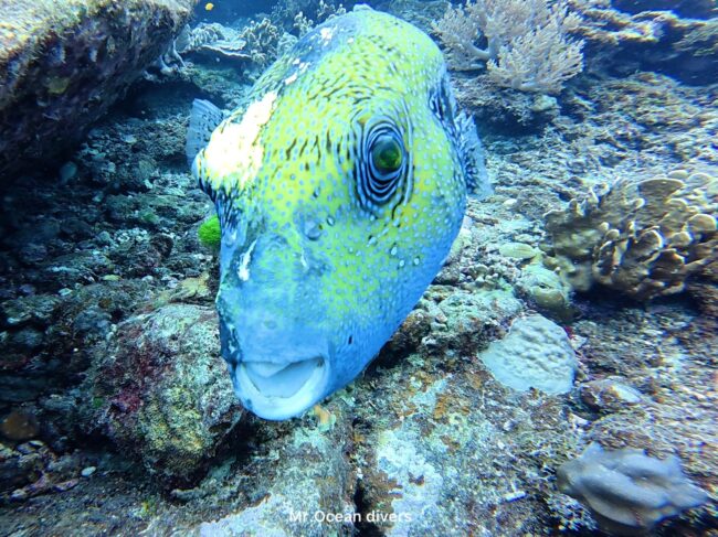 青と黄色の体色をしたアラレフグがいます