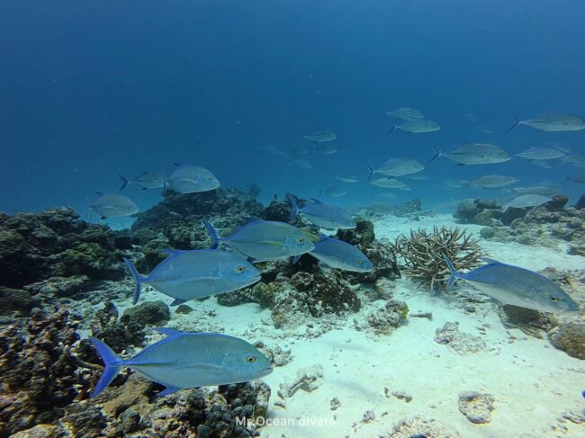 カスミアジの群れがサンゴ付近を泳いでいるのが見えます