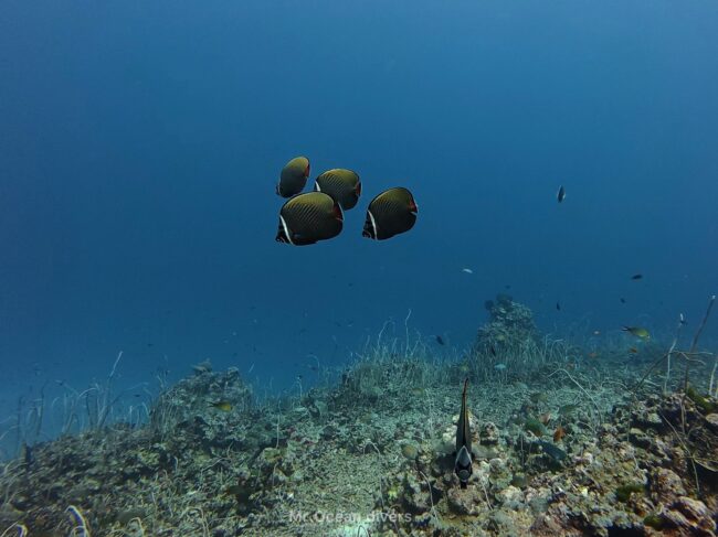 コラーレバタフライフィッシュが４匹固まっているのが見えます