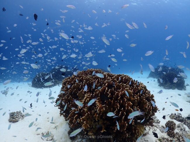 クジャクスズメダイの群れがサンゴの周りにいるのが見えます