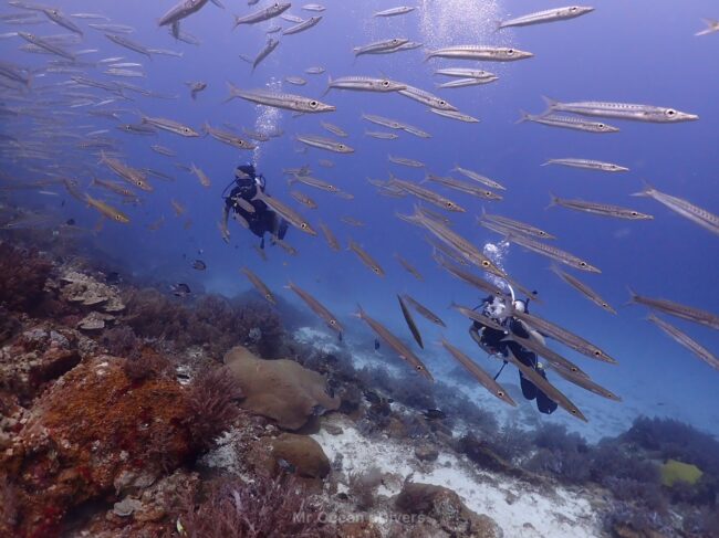 2人のダイバーの目の前をカマスの群れがいるのが見えます
