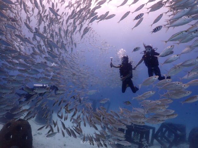 海の中でアジの群れに囲まれた2人のダイバーが見えます
