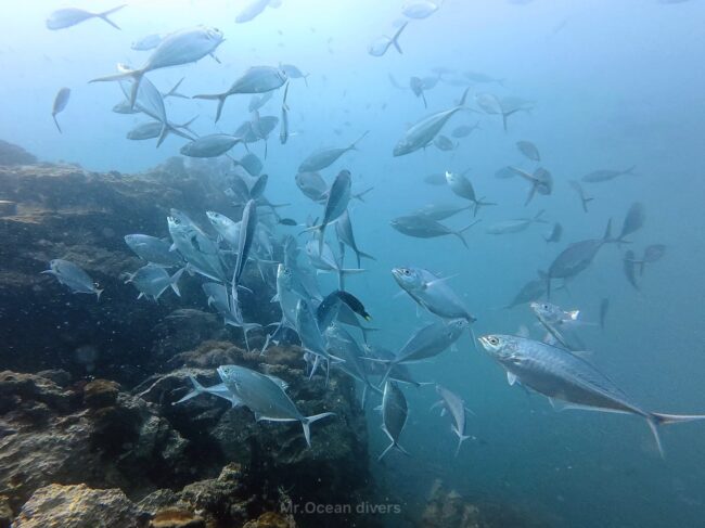 マブタシマアジの群れが見えます