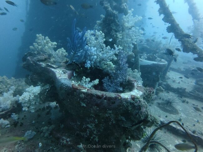 沈船に残る便器にソフトコーラルが付いているのが見えます
