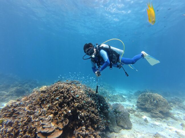 サンゴの上でホバリングしている1人のダイバーが見えます