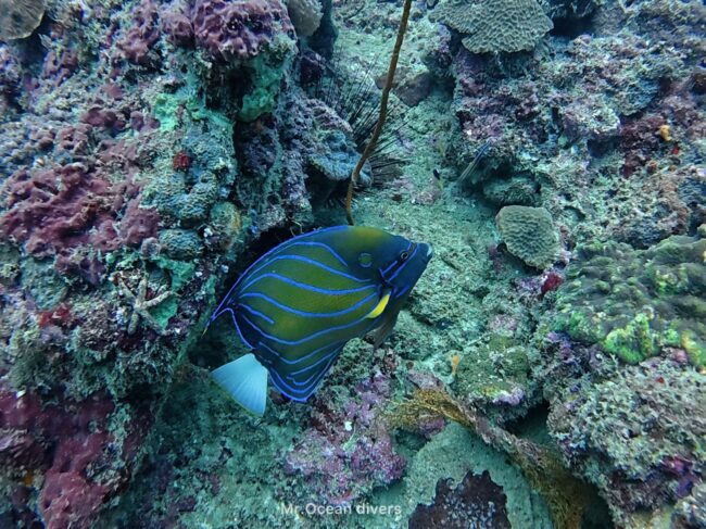 体に紫色の線が入るワヌケヤッコが一匹見えます