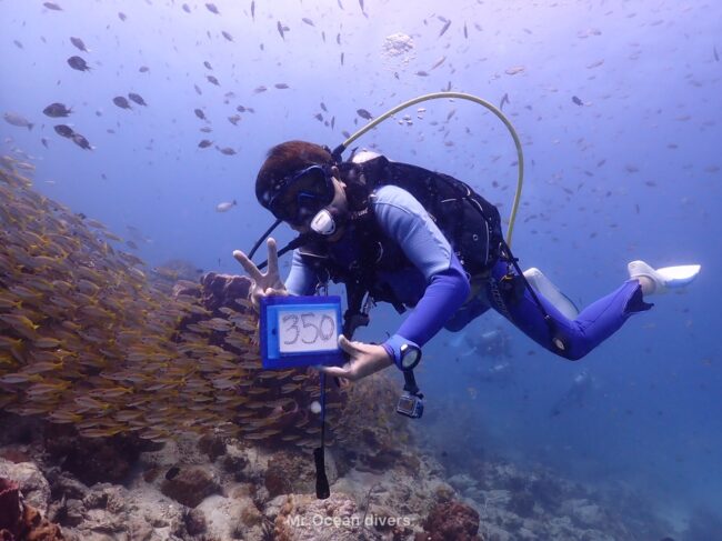 キンセンフエダイの群れを背景に1人のダイバーが見えます