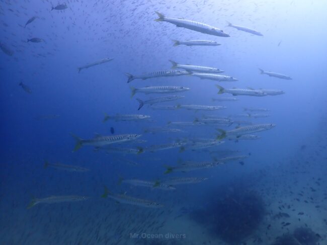 海の中を泳ぐピックハンドルバラクーダの群れが見えます