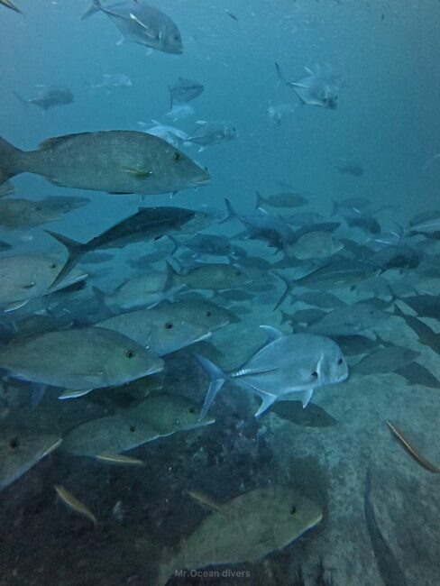 ロウニンアジやキツネフエフキの群れが見えます