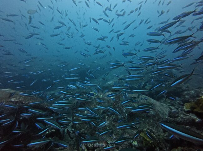 青い体色をしたクマザサハムロが群れているのが見えます