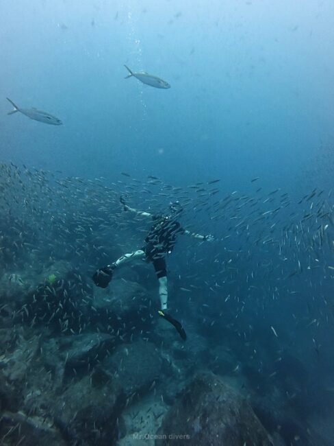 小魚の群れの奥で大の字になるダイバーが見えます