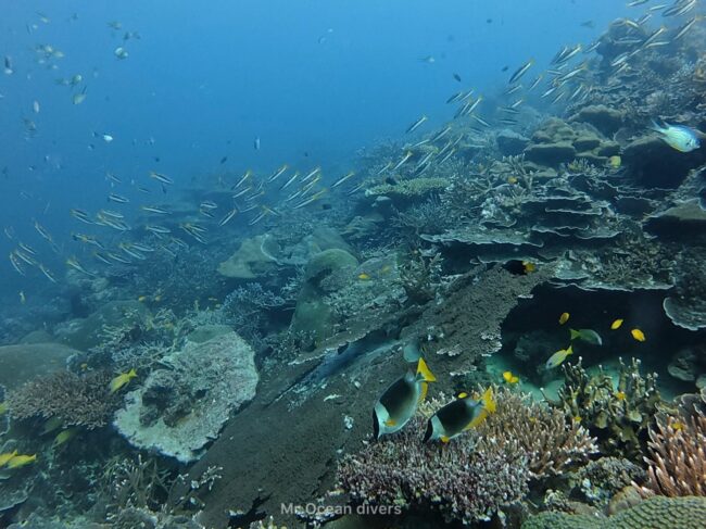 サンゴのリーフが一面広がる中に２匹のアンダマンラビットフィッシュが見えます