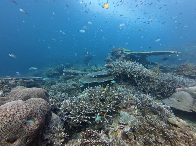 サンゴ礁が一面に広がるところにスズメダイの群れが見えます
