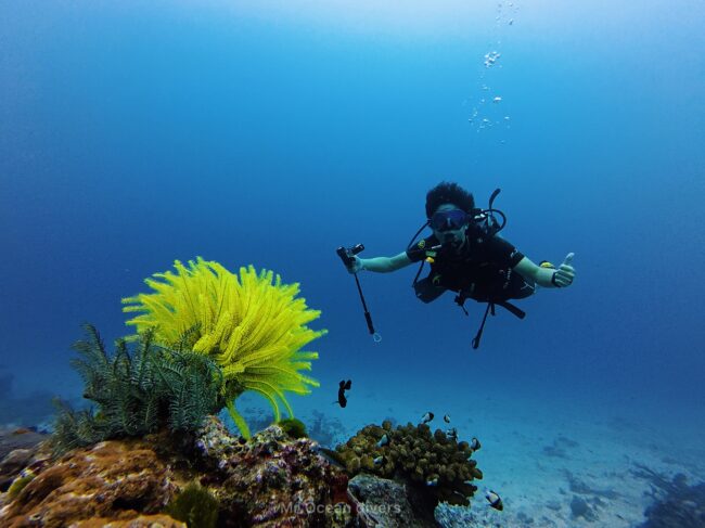黄色のウミシダの近くで1人のダイバーが泳いでいます