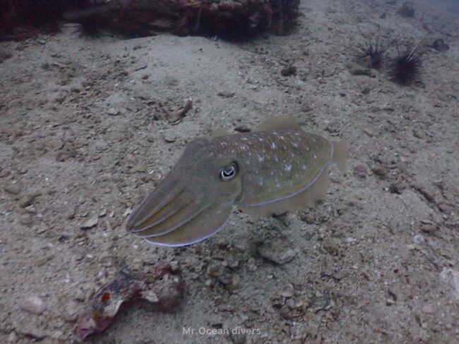 砂の上にトラフコウイカが１匹見えます