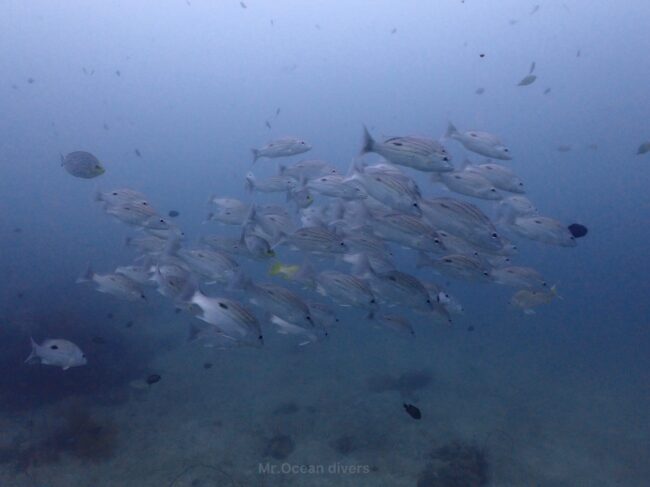 アーレンバーグスナッパーの群れが見えます