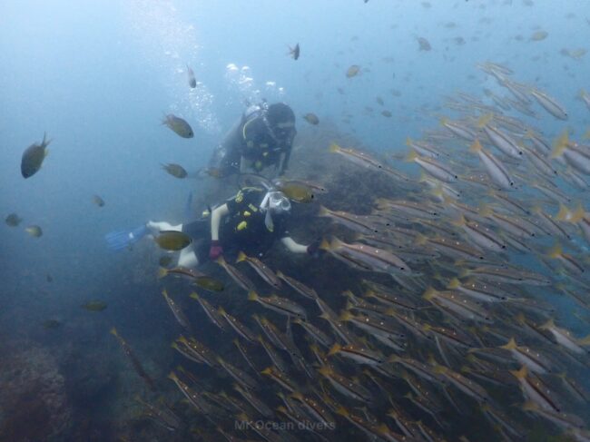 フタホシフエダイの群れの中に2人のダイバーが見えます