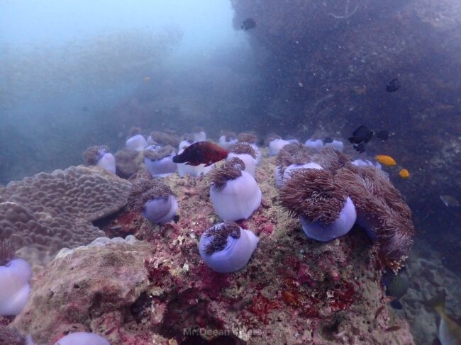 紫色のイソギンチャクが丸くなっているのがたくさん見えます