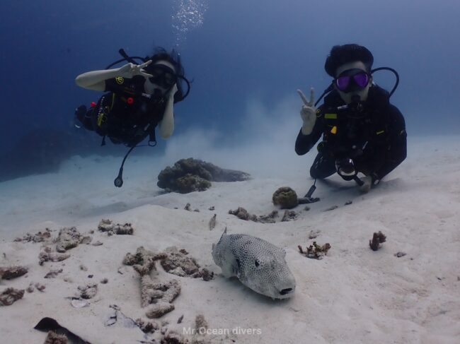 1匹のモヨウフグと2人のダイバーが並んでいます