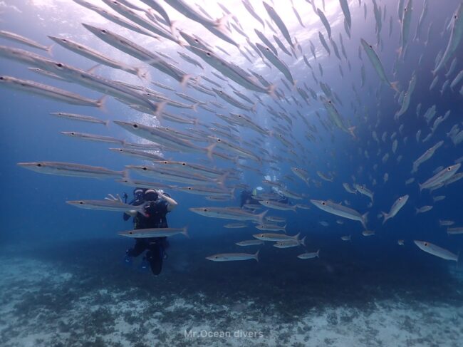 カマスの大群の奥に何人かのダイバーが見えます