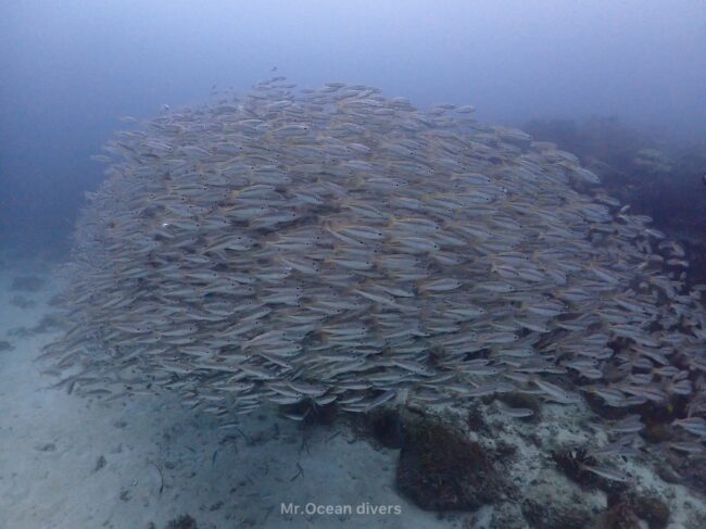 フタホシフエダイの群れが見えます