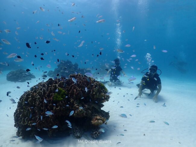 クジャクスズメダイを眺める2人のダイバーが見えます