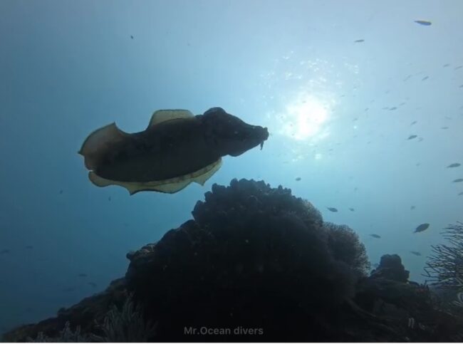 太陽の日差しを浴びているトラフコウイカがいます