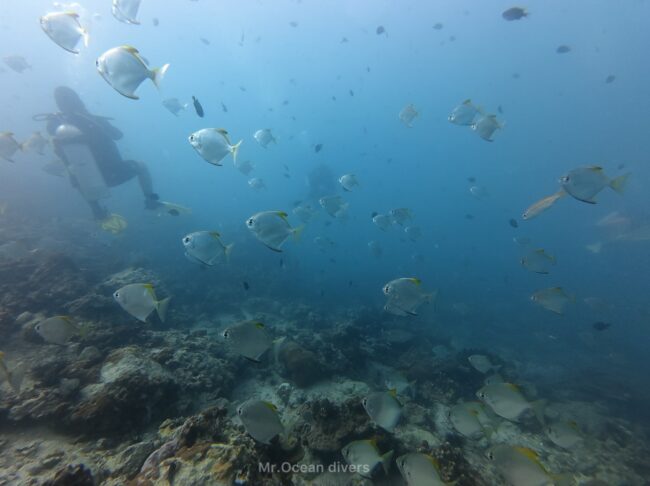 ヒメツバメウオの群れが見えます
