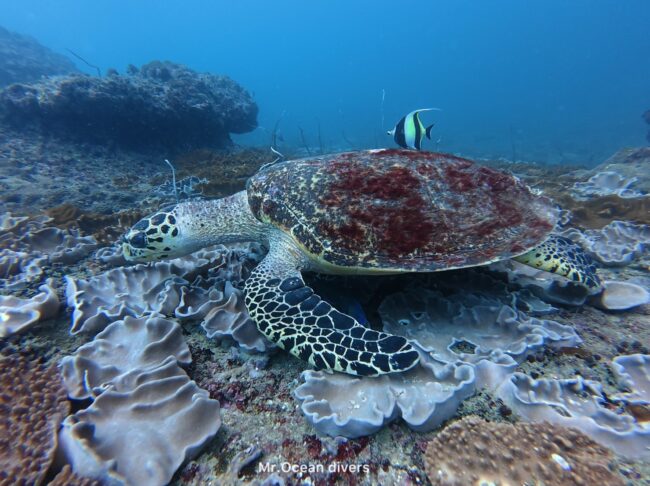 タイマイがサンゴの上で食事をしているのが見えます