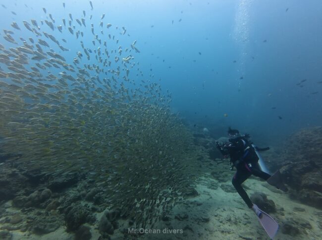 キンセンフエダイの群れの写真を撮る1人のダイバーが見えます