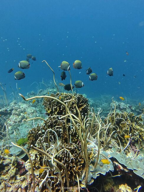 サンゴのリーフの上に小ラーレバタフライフィッシュの群れが見えます