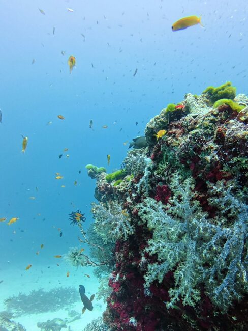 ソフトコーラルの周りにキンギョハナダイがいるのがみえます