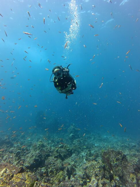 泳いでいるダイバーの目の前に小魚がたくさんいるのが見えます