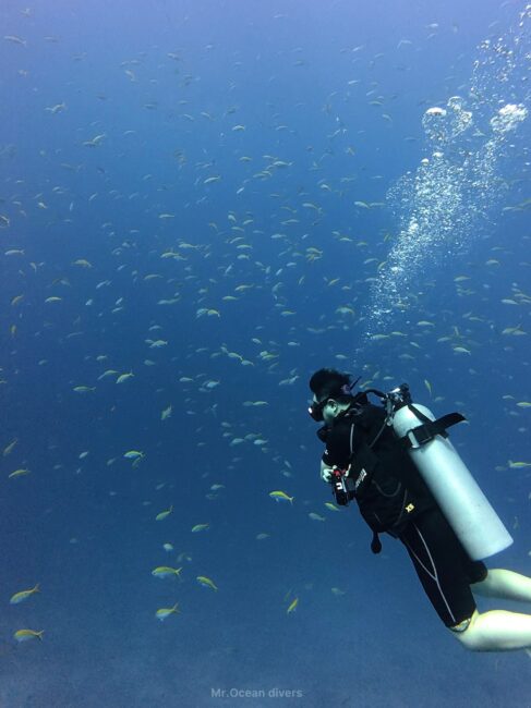 青い海の中にタカサゴの群れと1人のダイバーが泳いでいます