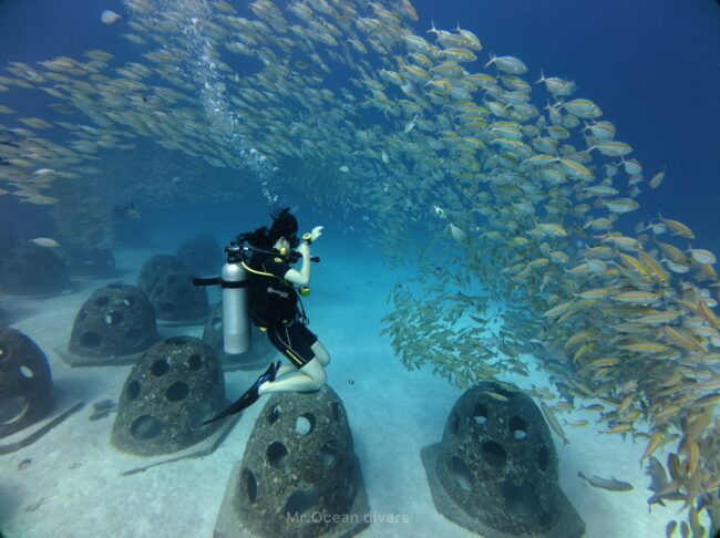 砂地の上にサンゴ育成mの魚礁とテルメアジと1人のダイバーガ見えます