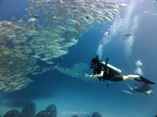 テルメアジの群れに向かって泳ぐ1人のダイバーが見えます