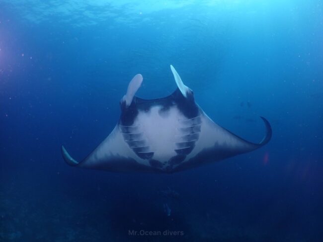大きなマンタレイがお腹をむけて泳いでいるのが見えます