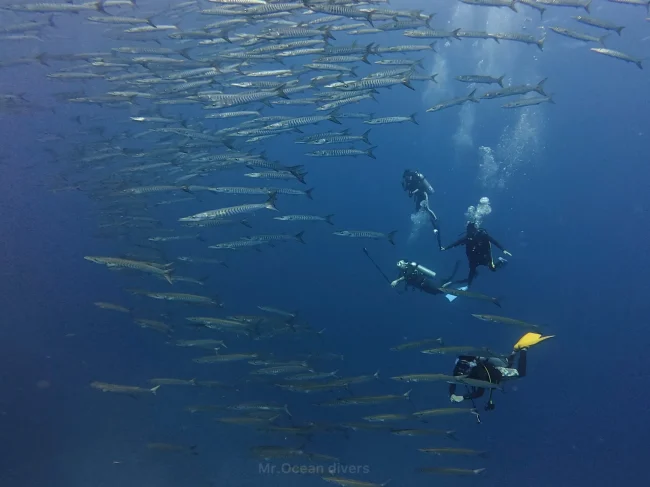 シミランクルーズでバラクーダの群れとダイビングする中級者ダイバー