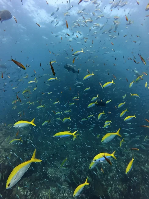 シミランクルーズの水中景観