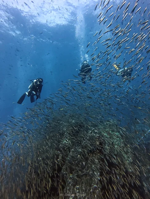 シミランクルーズで小魚の群れとダイビングする中級者ダイバー