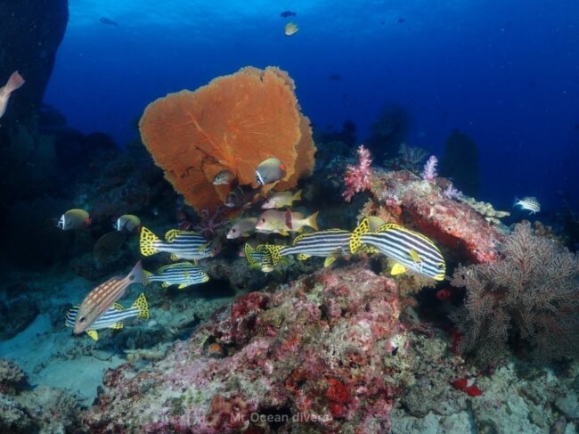 プーケットの海のウミウチワと魚の群れ|乾季の安定した海況のダイビングスポット