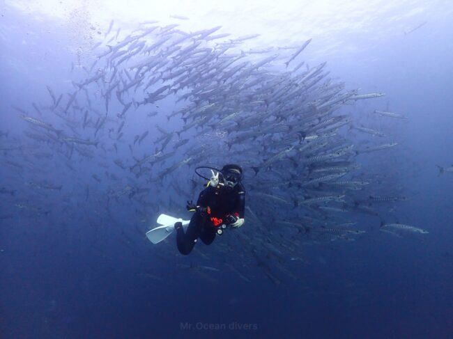 プーケット沖でバラクーダの大群と泳ぐダイバー|2月のベストシーズンダイビング