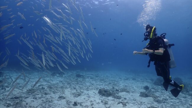 10年ぶりでも楽しめるプーケットのファンダイビングと魚群