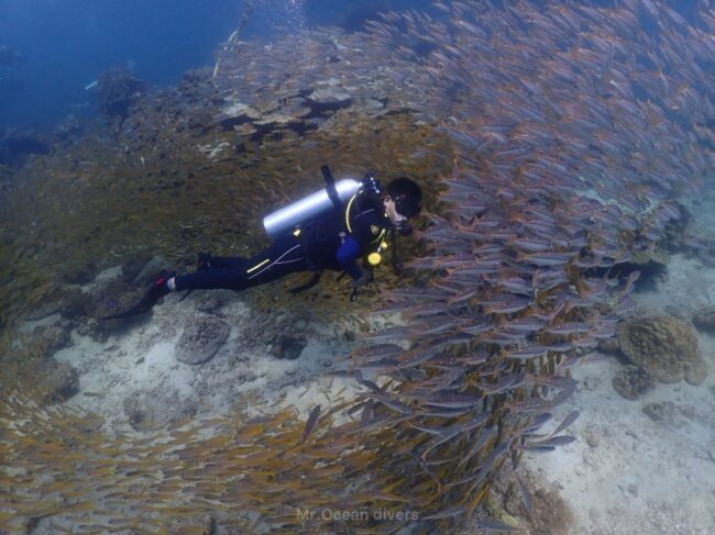 3月のプーケット ダイビング|魚の大群に囲まれるダイバー(トップシーズンの海)