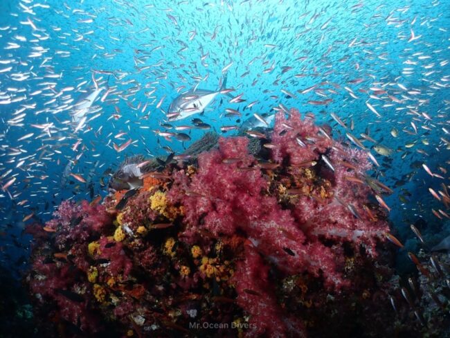 4月のプーケットで見られる魚群とピンクのソフトコーラル ダイビング風景