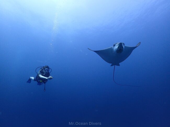 4月のプーケットでダイビング中に出会ったエイとダイバー 透明度の高い海